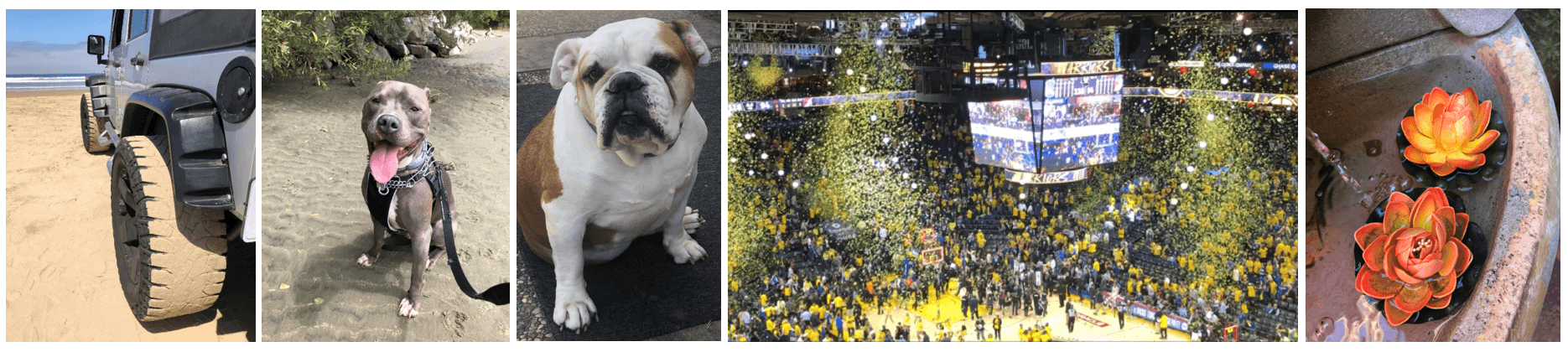jeep pismo breach blue nose pitbull english bulldog oracle arena golden state warriors water fountain with lotus